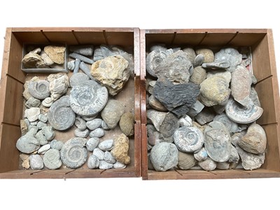 Lot Ammonite specimens, shells and other fossils