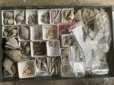 Lot 2416 - Good collector’s cabinet housing specimen fossils