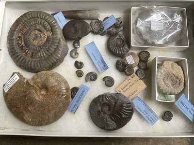 Lot A collector’s cabinet housing specimen fossils and minerals