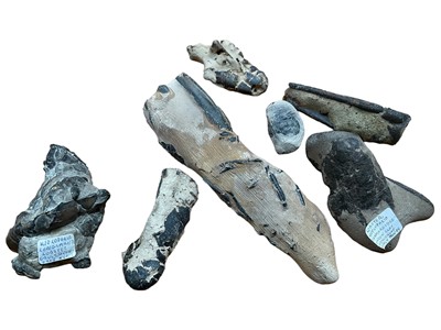 Lot Fine fossil lobster specimen, approximately 7cm long, and other fossil lobster specimens
