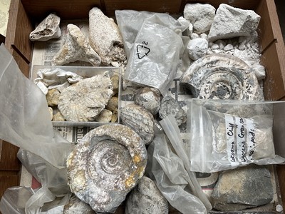 Lot 2419 - A collection of fossils