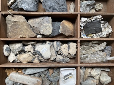 Lot A collection of fossils