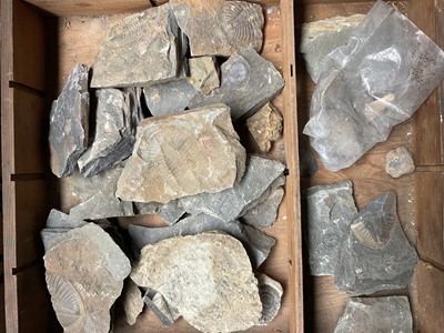 Lot 2421 - A collection of fossils