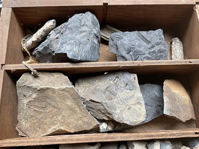 Lot 2421 - A collection of fossils