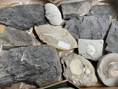 Lot 2424 - A collection of fossils