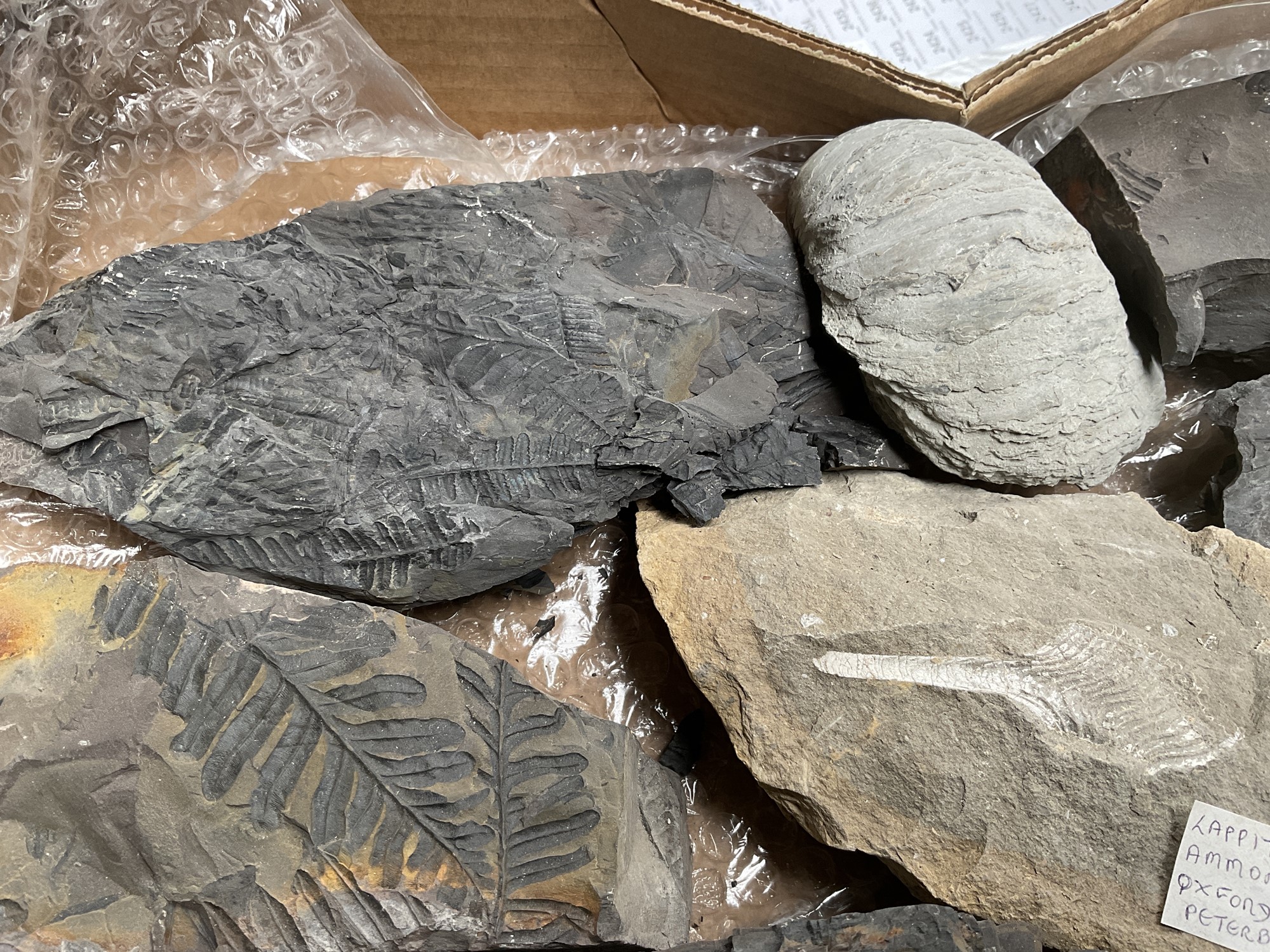 Lot 2424 - A collection of fossils