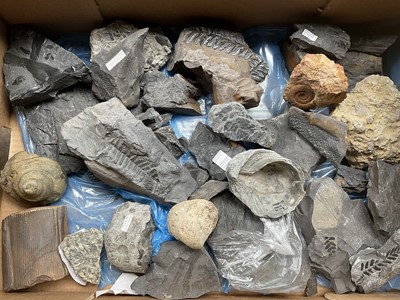 Lot A collection of fossil specimens
