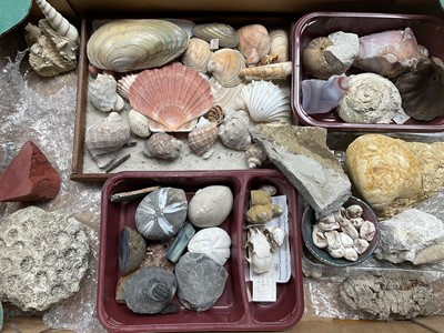 Lot A collection of fossil and natural history specimens