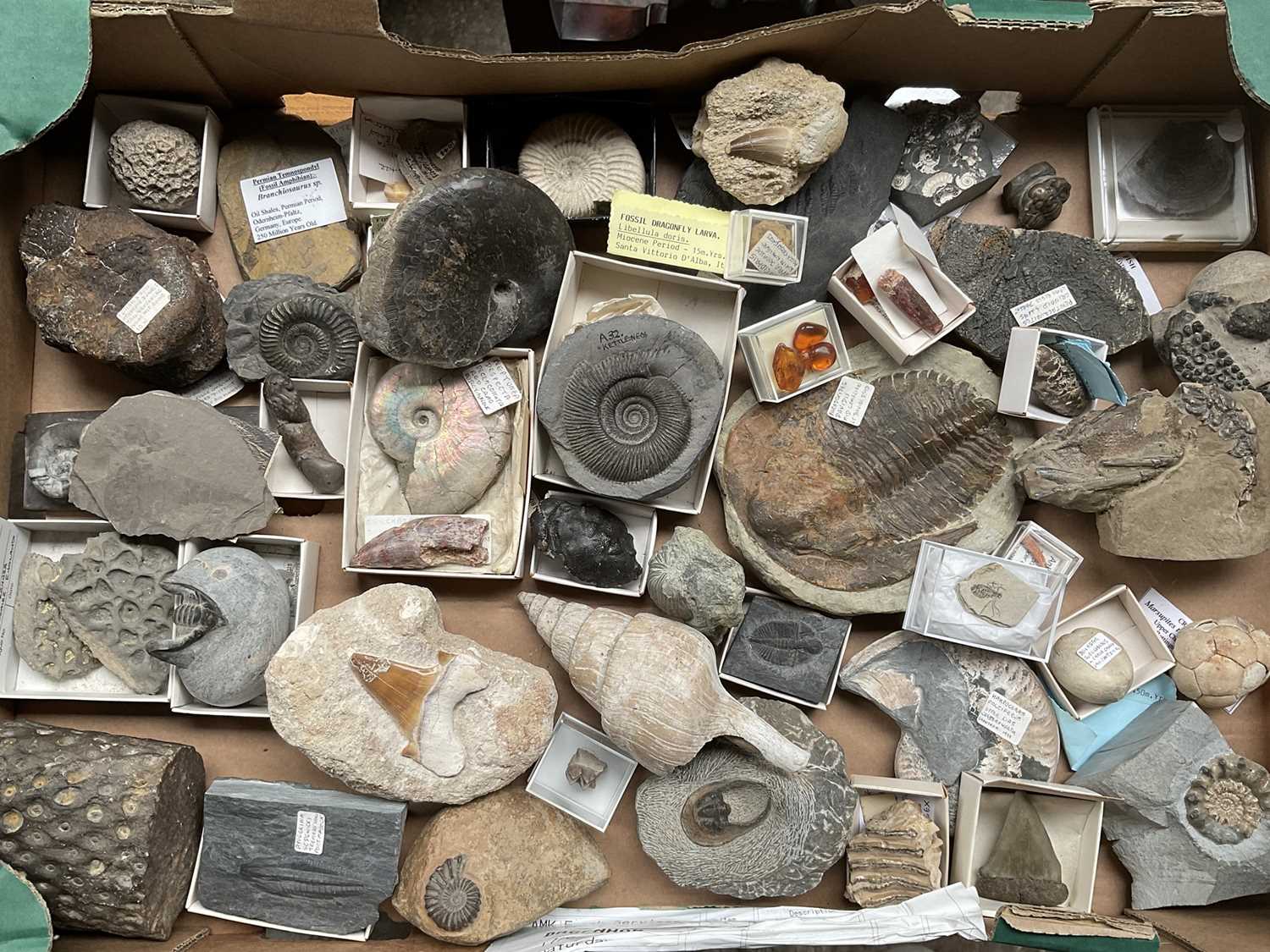 Lot 2427 - A good collection of specimen fossils