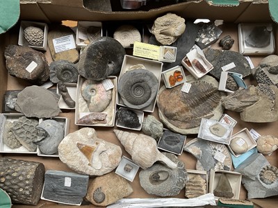 Lot A good collection of specimen fossils