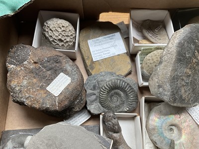 Lot 2427 - A good collection of specimen fossils