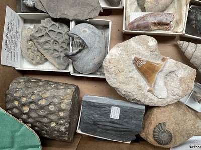 Lot 2427 - A good collection of specimen fossils