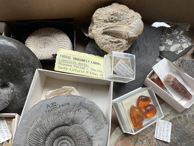 Lot 2427 - A good collection of specimen fossils