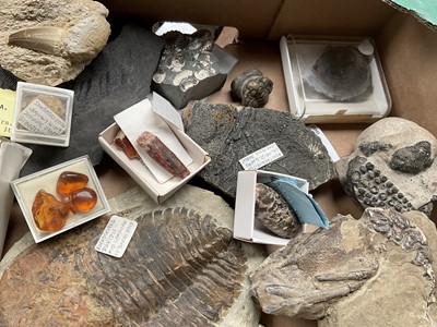 Lot 2427 - A good collection of specimen fossils