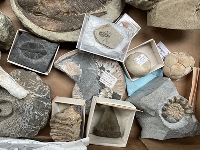 Lot 2427 - A good collection of specimen fossils