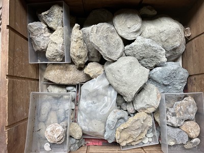 Lot Collection of fossils