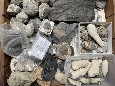 Lot Collection of fossils