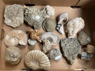 Lot Collection of fossils