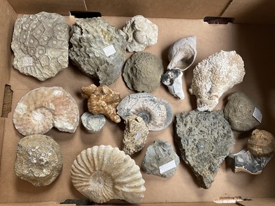 Lot 2439 - Collection of fossils