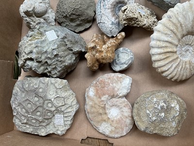 Lot 2439 - Collection of fossils