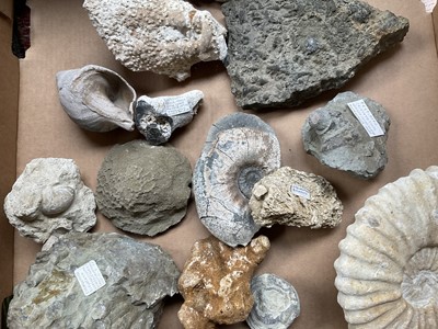 Lot 2439 - Collection of fossils