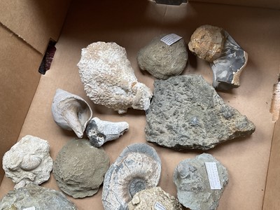 Lot 2439 - Collection of fossils