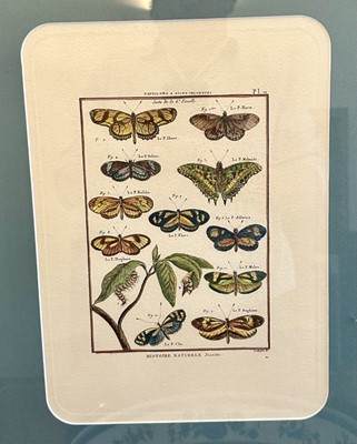 Lot 1028 - Set of four hand coloured engravings - Moths and Butterflies, in burr wood veneered frames, 63cm x 45cm (4)