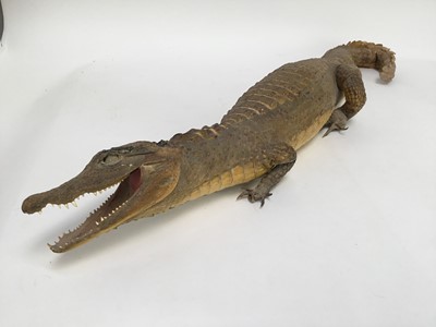 Lot 950 - A Crocodile, full mount, 89cm long