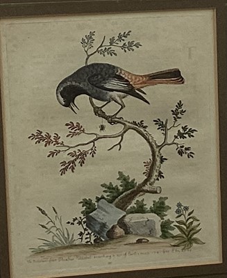 Lot 142 - 18th century hand coloured engraving - The Redstart from Gibraltar, 24.5cm x 20cm, in glazed gilt frame