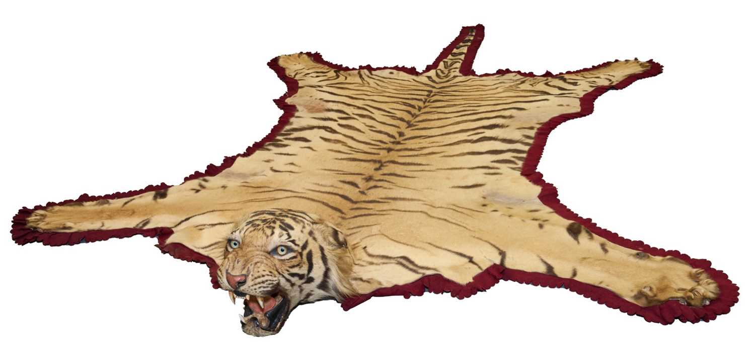 Lot 868 - Fine Van Ingen tiger skin with full head mount, numbered to underside of head and tail '305', nose to tail 300cm, paw to paw 216cm