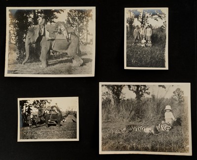 Lot 868 - Fine Van Ingen tiger skin with full head mount, numbered to underside of head and tail '305', nose to tail 300cm, paw to paw 216cm