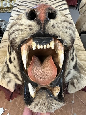 Lot 868 - Fine Van Ingen tiger skin with full head mount, numbered to underside of head and tail '305', nose to tail 300cm, paw to paw 216cm