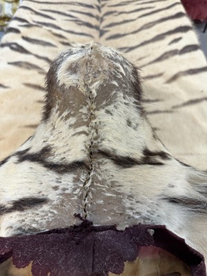 Lot 868 - Fine Van Ingen tiger skin with full head mount, numbered to underside of head and tail '305', nose to tail 300cm, paw to paw 216cm