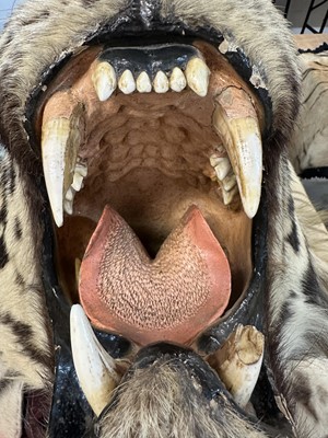 Lot 868 - Fine Van Ingen tiger skin with full head mount, numbered to underside of head and tail '305', nose to tail 300cm, paw to paw 216cm