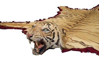 Lot 868 - Fine Van Ingen tiger skin with full head mount, numbered to underside of head and tail '305', nose to tail 300cm, paw to paw 216cm