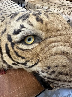 Lot 868 - Fine Van Ingen tiger skin with full head mount, numbered to underside of head and tail '305', nose to tail 300cm, paw to paw 216cm