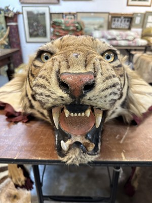 Lot 868 - Fine Van Ingen tiger skin with full head mount, numbered to underside of head and tail '305', nose to tail 300cm, paw to paw 216cm