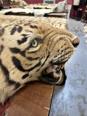 Lot 868 - Fine Van Ingen tiger skin with full head mount, numbered to underside of head and tail '305', nose to tail 300cm, paw to paw 216cm