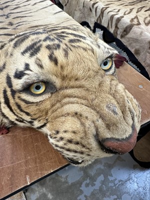 Lot 868 - Fine Van Ingen tiger skin with full head mount, numbered to underside of head and tail '305', nose to tail 300cm, paw to paw 216cm