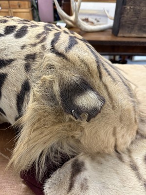 Lot 868 - Fine Van Ingen tiger skin with full head mount, numbered to underside of head and tail '305', nose to tail 300cm, paw to paw 216cm