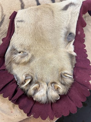 Lot 868 - Fine Van Ingen tiger skin with full head mount, numbered to underside of head and tail '305', nose to tail 300cm, paw to paw 216cm