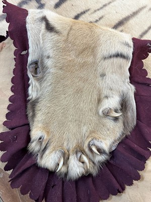 Lot 868 - Fine Van Ingen tiger skin with full head mount, numbered to underside of head and tail '305', nose to tail 300cm, paw to paw 216cm