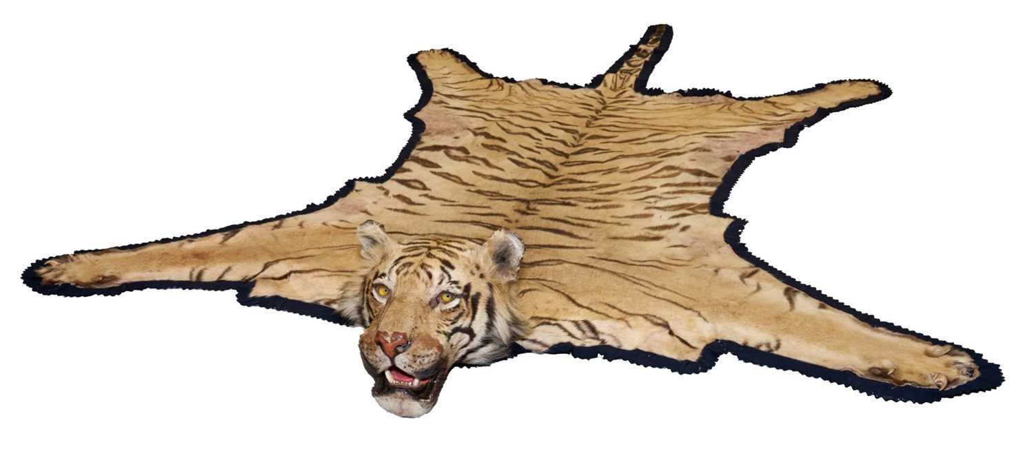 Lot 869 - Fine 1940s Van Ingen Tiger skin rug, the underside numbered 31708 with records stating it was delivered to Van Ingen on July 23rd 1945 by Sir William Ibbotson. 313cm nose to tail, 212cm paw to paw.