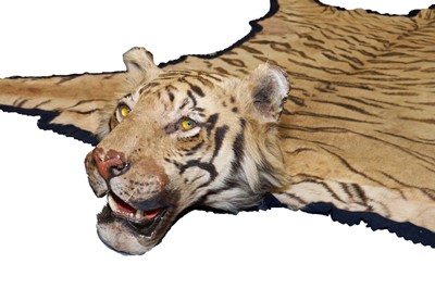 Lot 869 - Fine 1940s Van Ingen Tiger skin rug, the underside numbered 31708 with records stating it was delivered to Van Ingen on July 23rd 1945 by Sir William Ibbotson. 313cm nose to tail, 212cm paw to paw.