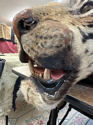 Lot 869 - Fine 1940s Van Ingen Tiger skin rug, the underside numbered 31708 with records stating it was delivered to Van Ingen on July 23rd 1945 by Sir William Ibbotson. 313cm nose to tail, 212cm paw to paw.