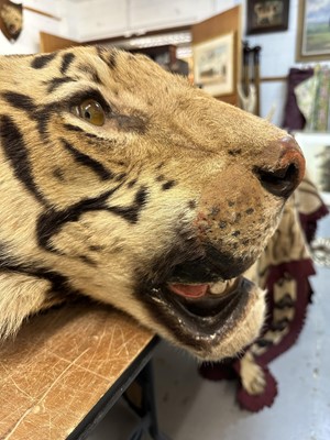 Lot 869 - Fine 1940s Van Ingen Tiger skin rug, the underside numbered 31708 with records stating it was delivered to Van Ingen on July 23rd 1945 by Sir William Ibbotson. 313cm nose to tail, 212cm paw to paw.