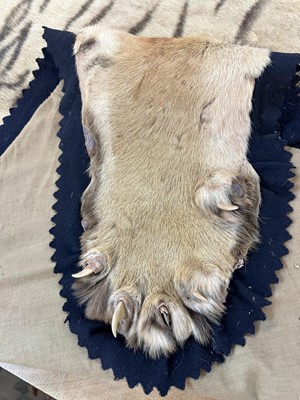 Lot 869 - Fine 1940s Van Ingen Tiger skin rug, the underside numbered 31708 with records stating it was delivered to Van Ingen on July 23rd 1945 by Sir William Ibbotson. 313cm nose to tail, 212cm paw to paw.