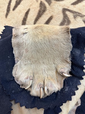 Lot 869 - Fine 1940s Van Ingen Tiger skin rug, the underside numbered 31708 with records stating it was delivered to Van Ingen on July 23rd 1945 by Sir William Ibbotson. 313cm nose to tail, 212cm paw to paw.