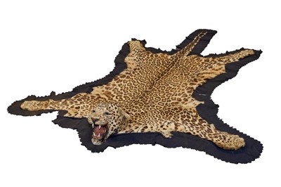 Lot 872 - Good early 20th century P. Spicer & Sons Leopard skin rug, named to underside of backing, 238cm nose to tail, 156cm paw to paw