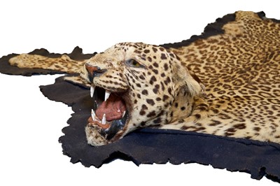 Lot 872 - Good early 20th century P. Spicer & Sons Leopard skin rug, named to underside of backing, 238cm nose to tail, 156cm paw to paw